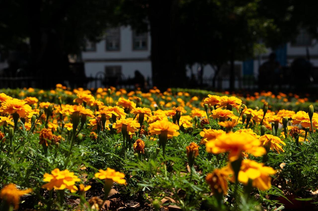 Jardim De Sao Lazaro - Porto Apartments エクステリア 写真